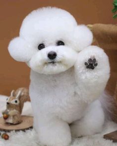 a small white poodle sitting on top of a rug next to a stuffed animal