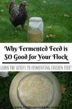 a chicken standing next to a jar filled with food on top of green grass and the words why fermented feed is so good for your flock