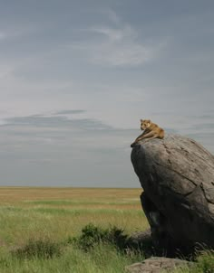 a cat sitting on top of a large rock in the middle of a grassy field