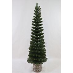 a small pine tree in a pot on a white background