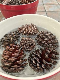 several pine cones are in a bowl of water on the ground next to two red buckets