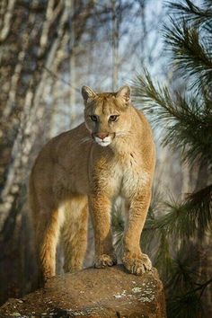 a mountain lion standing on top of a rock in the woods with trees behind it