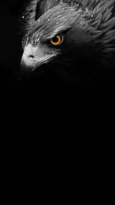 a black and white photo of an eagle's head with yellow eyes in the dark