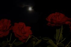 three red roses in the dark with a full moon in the sky behind them and some green leaves on the ground