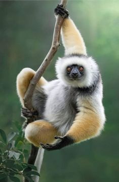 Mammal Photography, Pet Reference, Monkey Reference, Monkey Photography, Regard Animal, Majestic Animals, Arte Animal