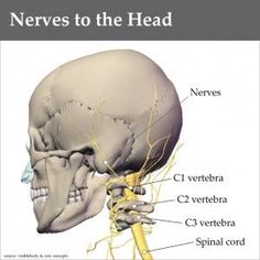 the head and neck are labeled in this medical diagram, which shows the location of the nervous system