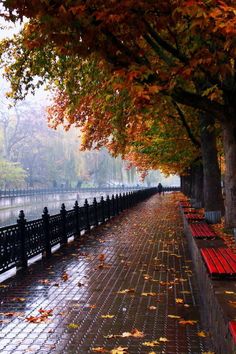 a row of red benches sitting next to each other on a sidewalk near trees with fall leaves