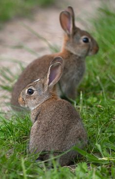 two rabbits sitting in the grass near each other