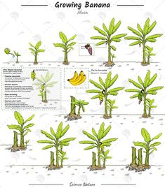 the stages of growing banana trees