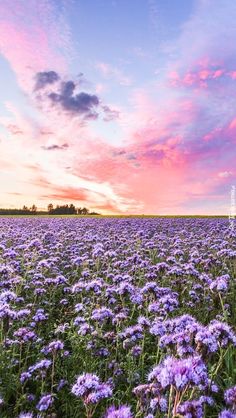 a field full of purple flowers under a pink and blue sky with the sun setting