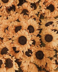 a bunch of sunflowers that are yellow and brown