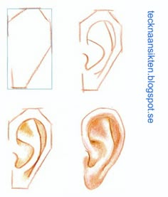 four different types of ears drawn with colored pencils on white paper, each showing the same part of the human ear