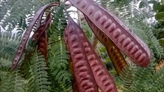 some very pretty looking plants with big leaves