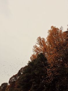 Leaves Falling, Fall Trees, Fall Mood Board, Orange Leaves, Red Leaves, Fall Feels, Best Seasons, Autumn Cozy, Autumn Aesthetic