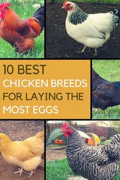 chicken breeds for laying the most eggs