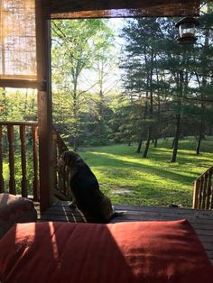 the dog is sitting on the porch looking out at the grass and trees in the distance