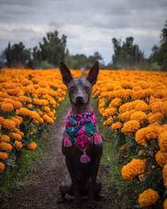 a dog sitting in the middle of a field of yellow flowers with a bandanna around it's neck