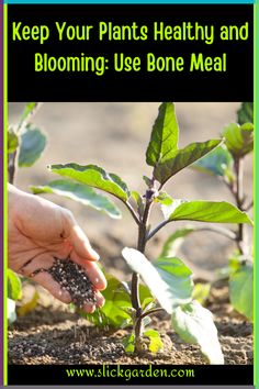 someone is holding seeds in their hand while they are growing plants with the words keep your plants healthy and blooming use bone meal