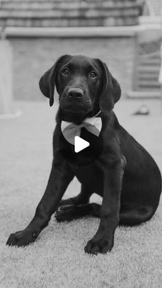 a black dog wearing a bow tie sitting on the ground