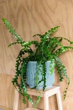 a green plant sitting on top of a wooden stool