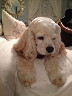 a white dog laying on top of a bed next to pillows and a mirror in the background