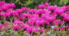 some pink flowers are growing in the grass