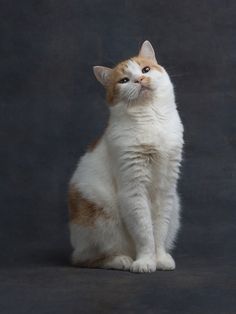 an orange and white cat sitting on top of a black floor next to a gray wall