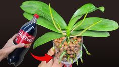 someone is holding a coke bottle and some beans in a vase with the plant growing out of it