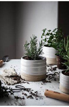 several pots with plants in them sitting on a table next to gardening utensils