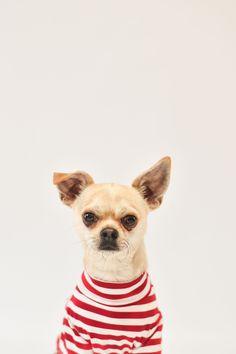 a small dog wearing a red and white striped shirt