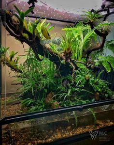 an aquarium filled with plants and rocks