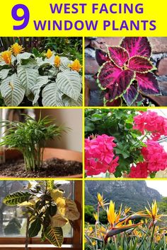 different types of plants and flowers with text overlay that says, 9 west facing views