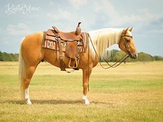 a brown horse standing on top of a grass covered field next to a bird perched on the back of it's saddle