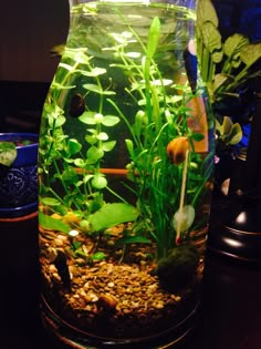 a fish tank filled with water and plants