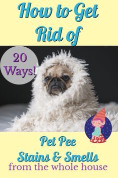 a small dog wearing a fluffy white coat with the title how to get rid of pet pee stains and smells from the whole house