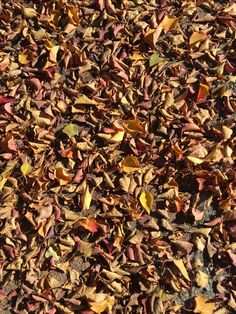 a bunch of leaves that are laying on the ground