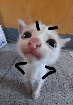 a white cat with black lines drawn on it's face