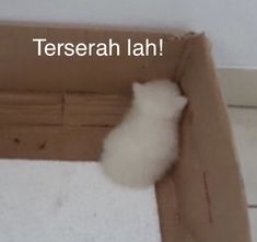 there is a small white cat in a cardboard box with the words teresah lah on it