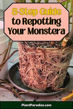 8-Step Guide to Repotting Your Monstera Repotting Monstera, Monstera Plant Care, Growing Strong, Bloom Where Youre Planted, Root Rot, Gardening 101, Patio Plants, Monstera Plant