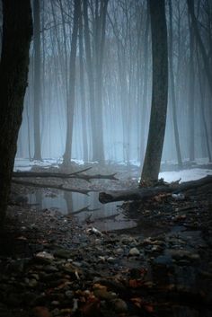 the woods are covered in fog and water