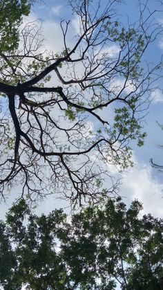 looking up at the tops of trees against a blue sky with clouds in the background