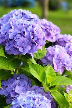 purple flowers with green leaves in the foreground