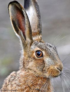 a close up of a rabbit's face with blue eyes and brown fur on it