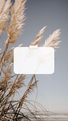 some tall grass with a sky in the background and a white rectangle sign above it