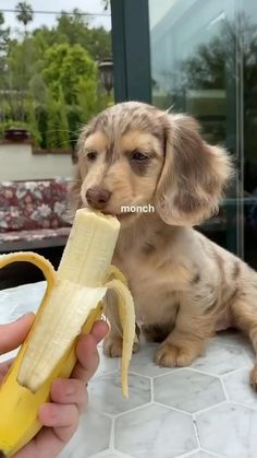 a small dog is eating a banana on the table