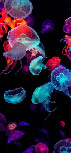 many jellyfish are glowing in the dark water