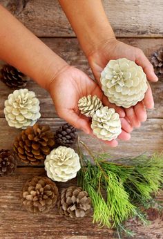 pine cones are being held in the palm of someone's hand, surrounded by pine cones and evergreen needles