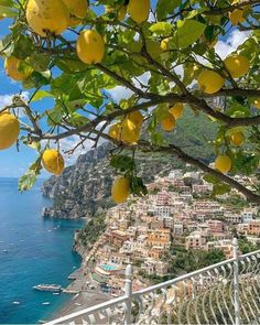 lemons growing on the branches of trees next to an ocean and cityscape