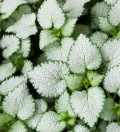 green leaves are shown in this close up photo, with white and green foliage behind them