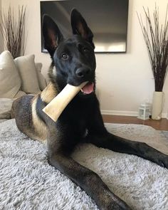 a dog laying on top of a bed with a bone in it's mouth